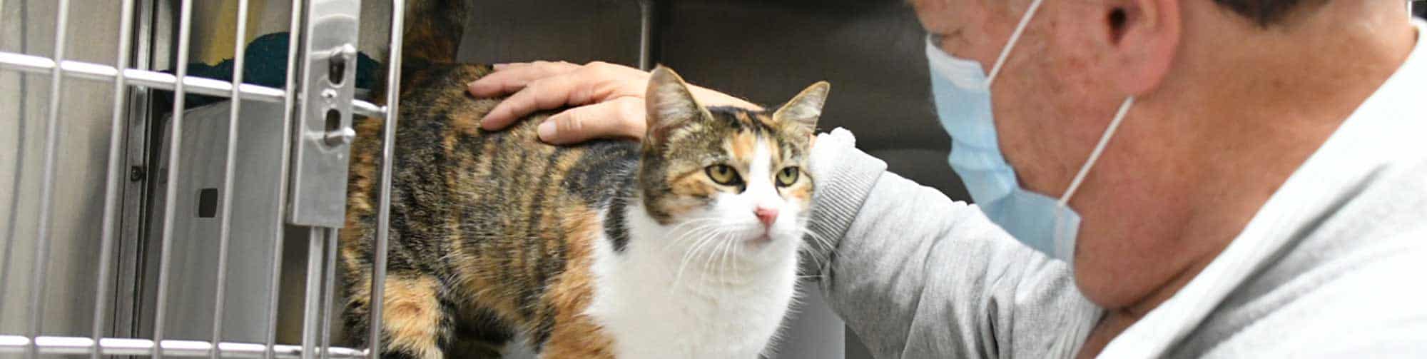 Wellness Scheduling - ASAP Cats