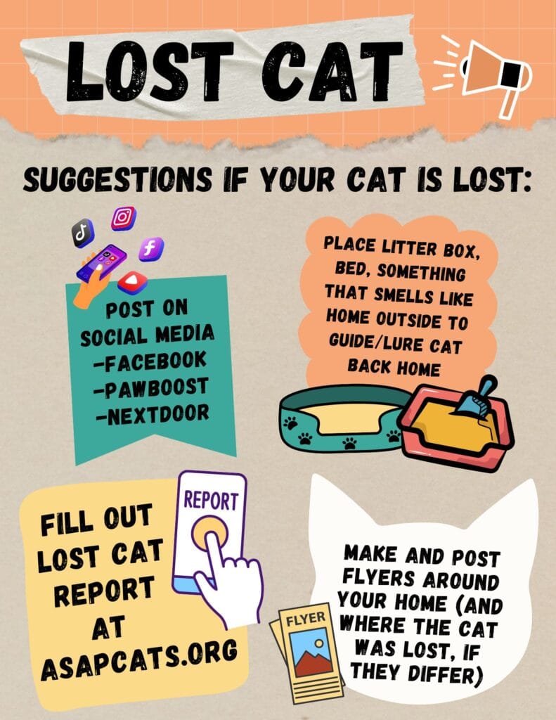 tips-for-finding-a-lost-cat-asap-cats