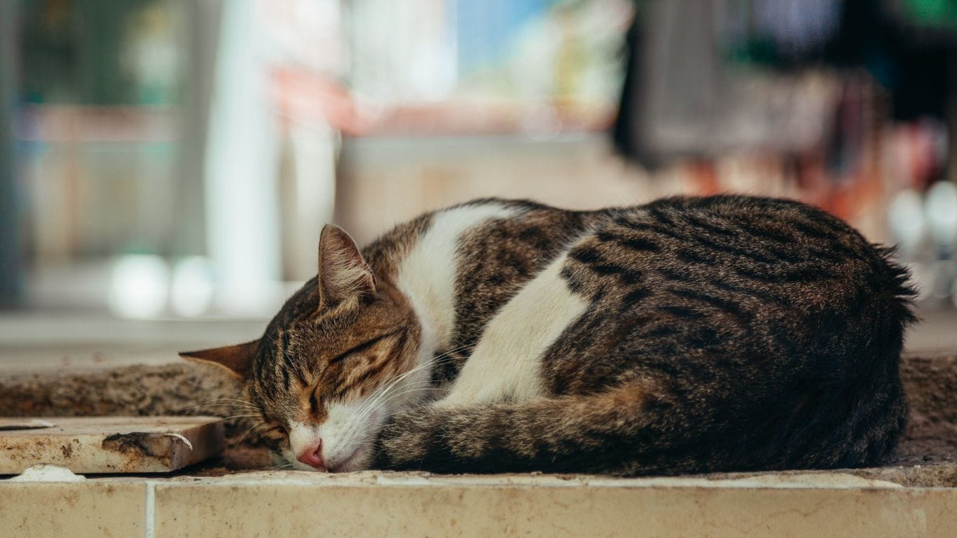 Sleeping cat