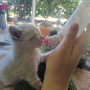 Bottle Kitties