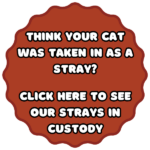 Stray Cat Button