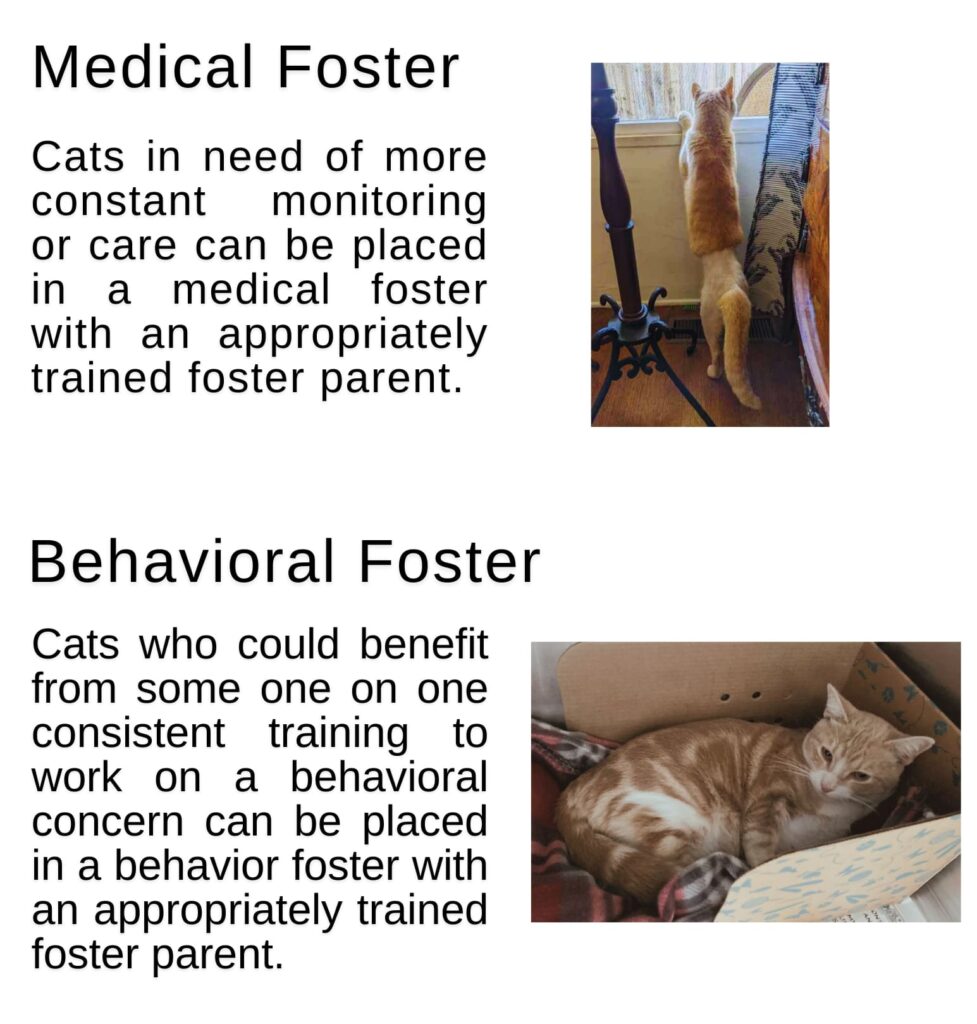 Medical & Behavioral foster